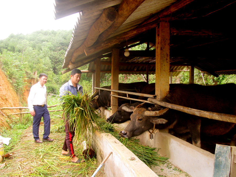 Nông dân thôn Tân Điền nuôi trâu vỗ béo.
