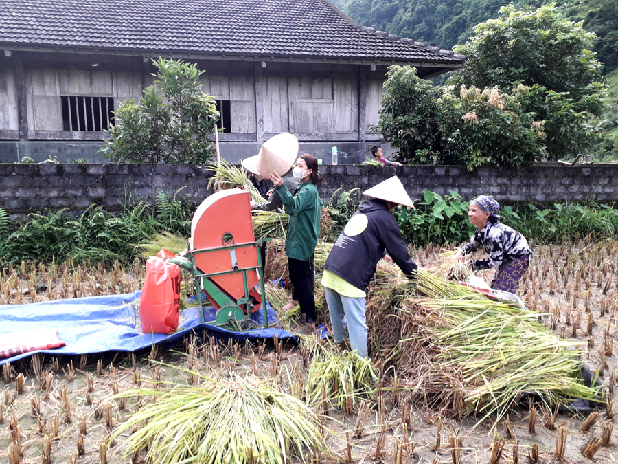 Bà Nông Thị Sèn ở thôn Khuôn Phà là hộ neo đơn,  được giúp thu hoạch lúa. Bà Sèn chia sẻ “Được các cháu học sinh đến thu hoạch lúa giúp, năm nay tôi không còn phải lo lắng để lúa già đồng, rơi rụng nữa, cảm ơn các cháu học sinh nhiều lắm”.