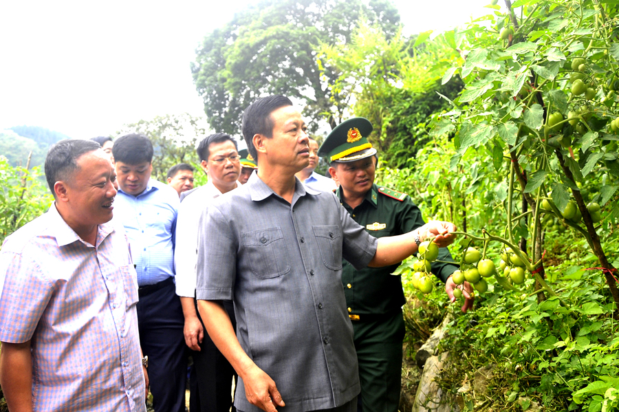 Chủ tịch UBND tỉnh Nguyễn Văn Sơn thăm mô hình trồng cà chua, hồng không hạt của người dân thôn Phín Ủng, xã Nghĩa Thuận.