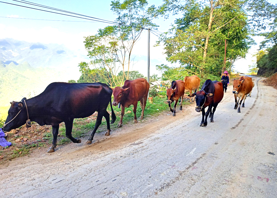 3.575 con trâu, bò được hỗ trợ phí bảo hiểm theo Nghị quyết 58 của Chính phủ tại 4 huyện Yên Minh, Vị Xuyên, Bắc Quang, Hoàng Su Phì
