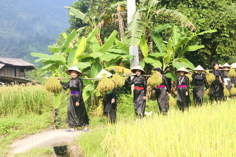 Những bông lúa nếp sau khi được cắt sẽ được bà con mang về trong niềm vui, báo hiệu một mùa màng bội thu