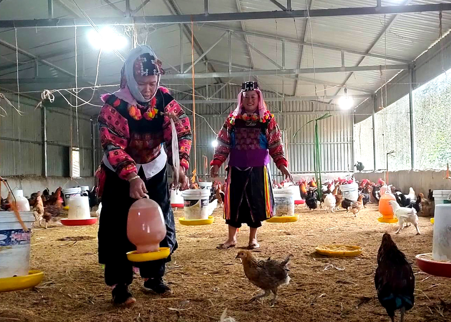 Mô hình chăn nuôi tổng hợp mang lại hiệu quả kinh tế cao của bà Dìu Thị He, thôn Lô Lô Chải.
