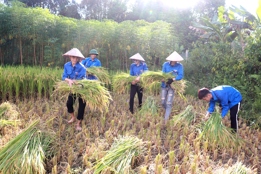 Các em học sinh khoác trên mình màu áo xanh tình nguyện, giúp người dân thu hoạch lúa trên cánh đồng chín vàng
