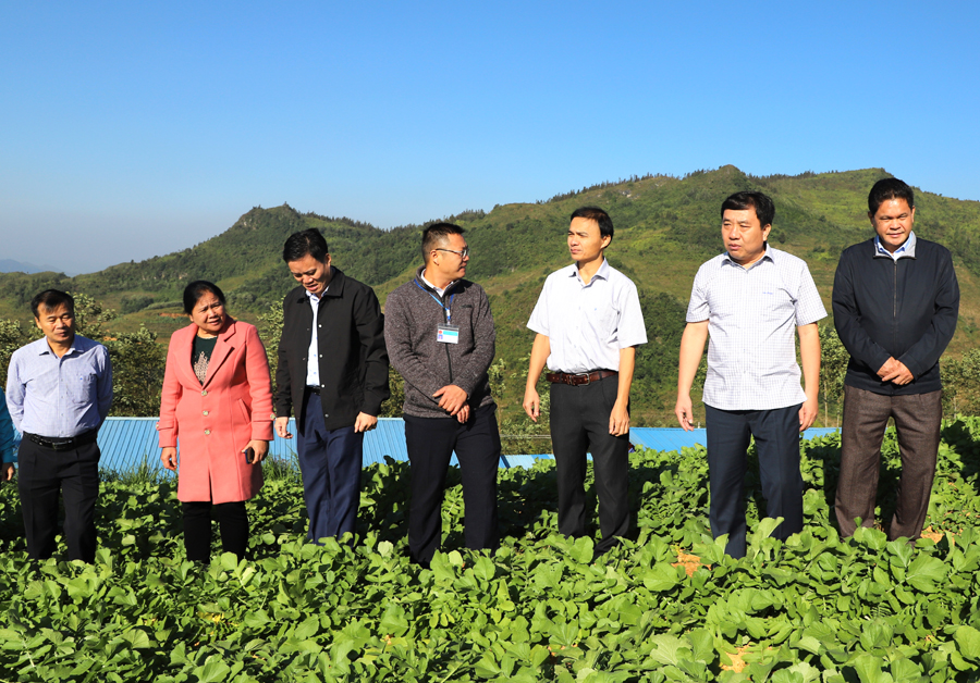 Đoàn công tác kiểm tra mô hình trồng củ cải tại thôn Xín Mầm, xã Xín Mần

