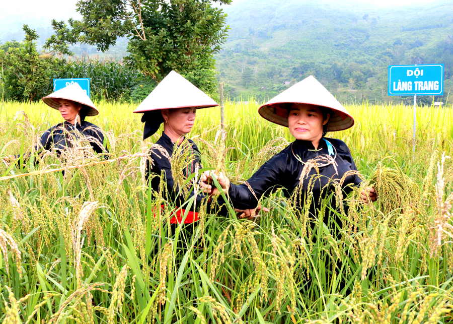 Người dân xã Thuận Hòa (Vị Xuyên) lựa chọn những bông lúa nếp căng mẩy về làm cốm.