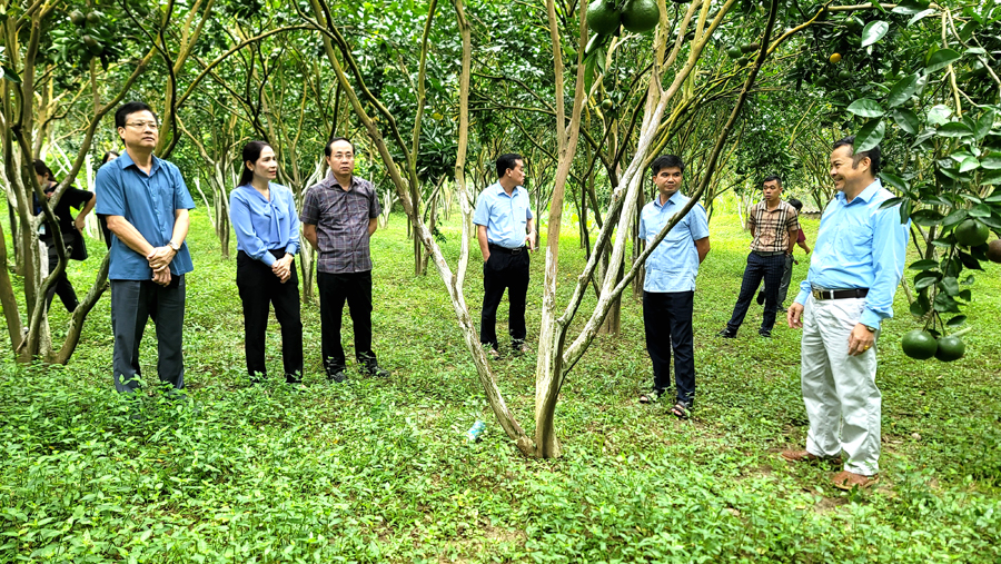 Tổ đại biểu HĐND tỉnh kiểm tra hiệu quả vốn vay phục hồi cây cam Sành tại xã Đồng Yên.
