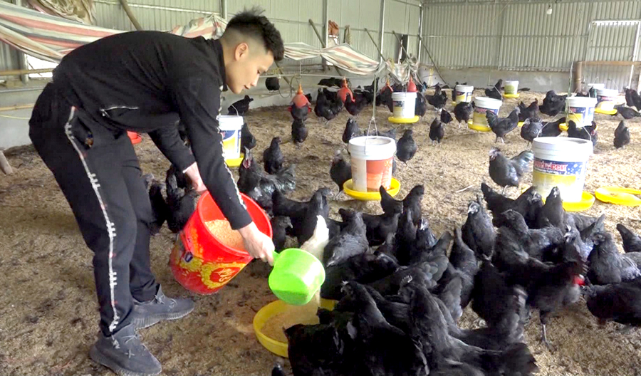 Chăn nuôi gà đen địa phương giúp nhiều gia đình ở Đồng Văn nâng cao đời sống.