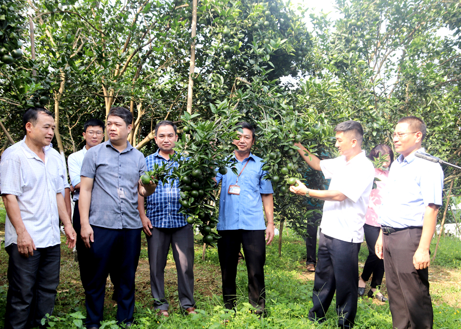 Các đại biểu tham quan vườn cam mẫu gắn với chuyển đổi số của anh Đặng Văn Phong (đầu tiên bên trái), xã Tiên Kiều (Bắc Quang).
