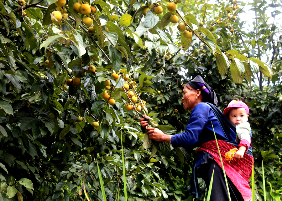 Người dân thôn Chí Cà Hạ, xã Chí Cà thu hoạch Hồng không hạt.
