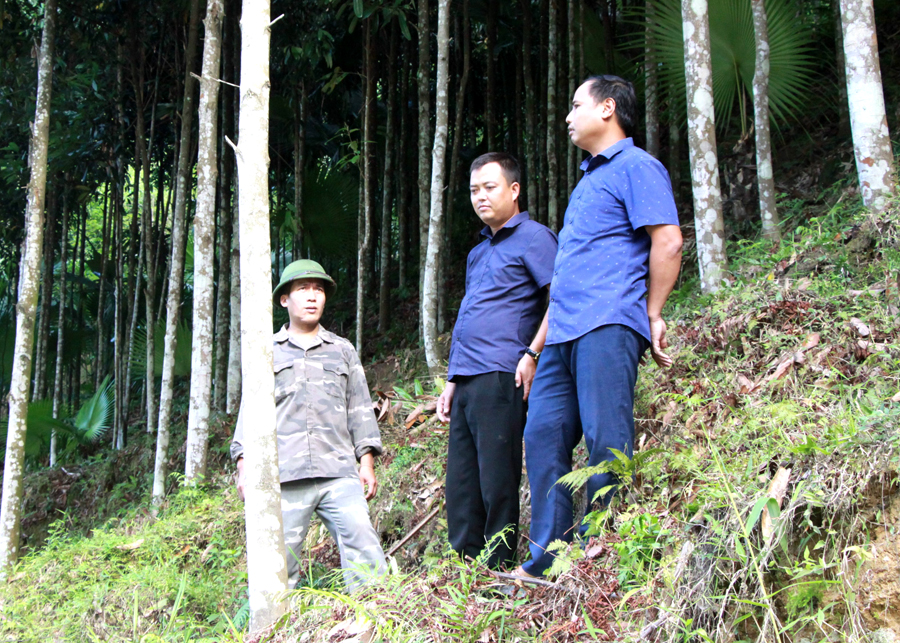  Người dân tổ 4, thị trấn Yên Bình (Quang Bình) trồng và giữ rừng để tăng thu nhập cho gia đình.

