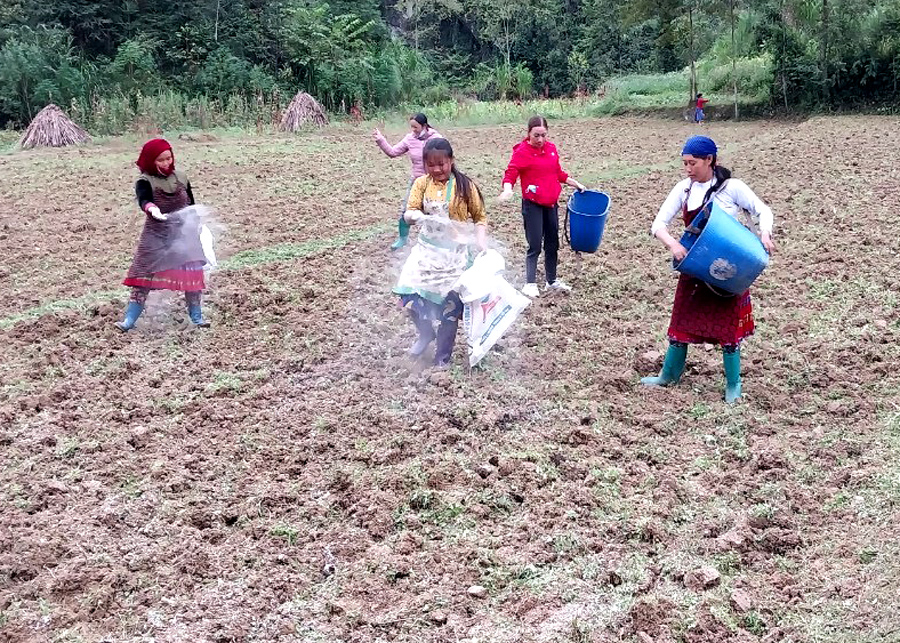 Người dân xã Phố Cáo gieo trồng hoa phục vụ Lễ hội hoa Tam giác mạch.

