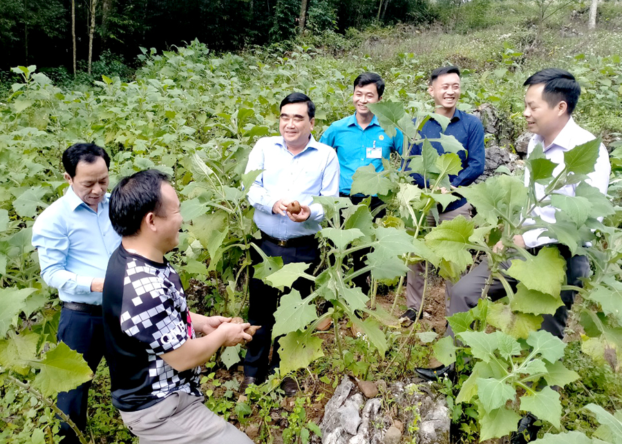 Lãnh đạo Ban Nội chính Tỉnh ủy thăm mô hình trồng cây Sâm Khoai tại xã Tả Phìn (Đồng Văn).
