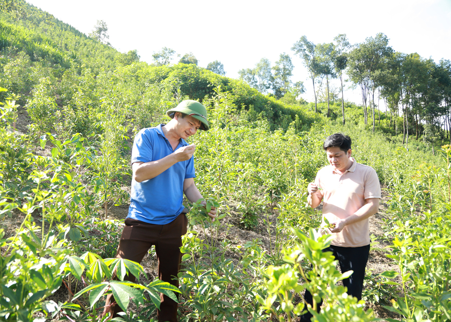 Lãnh đạo xã kiểm tra sự phát triển của cây Hồi.
