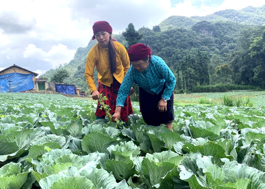 Mô hình “Dân vận khéo” trồng rau Bắp cải tại xã Sảng Tủng (Đồng Văn) mang lại thu nhập ổn định cho người dân.
