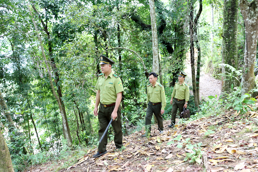 Lực lượng Kiểm lâm huyện Yên Minh tuần tra rừng.