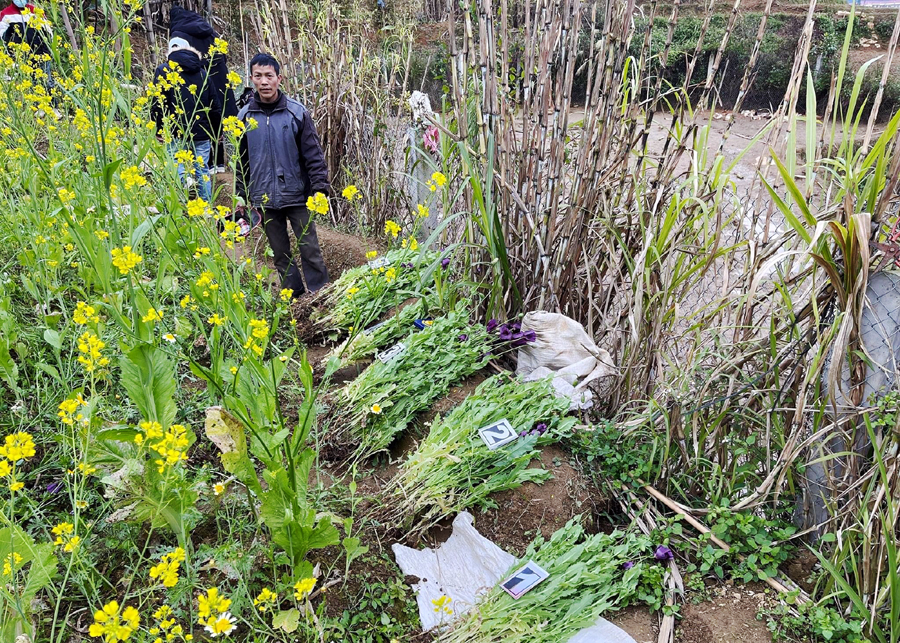 Số cây thuốc phiện được trồng xen lẫn với cây rau cải đã bị phát hiện và thu giữ tại vườn của gia đình ông Vi Văn Học. Ảnh: CTV