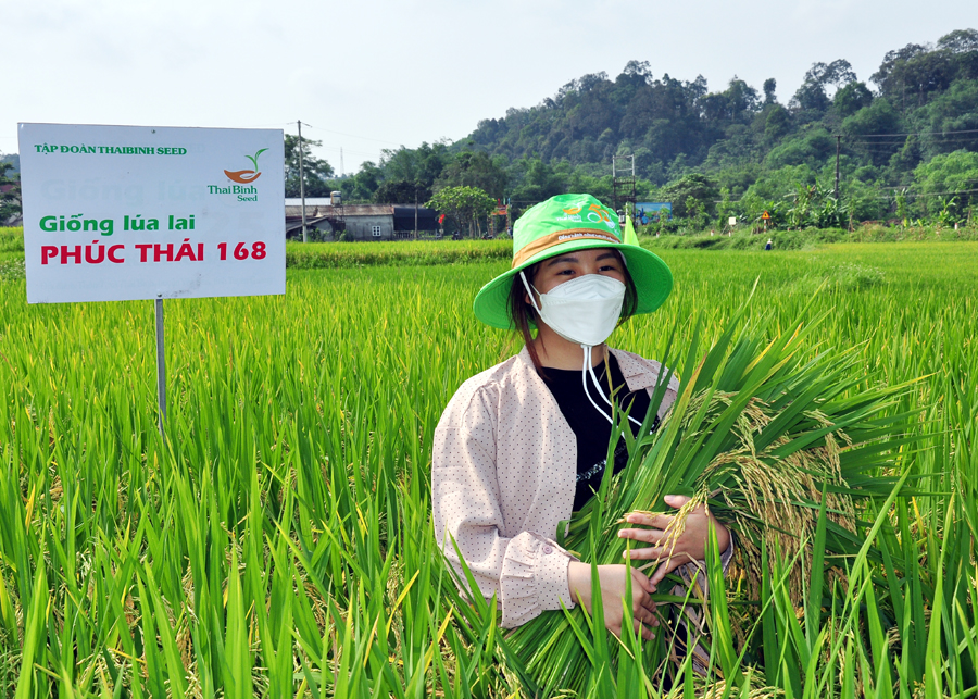Giống lúa Phúc Thái 168 trồng vụ Xuân tại Hùng An gặt thực tế cho năng suất trên 90 tạ/ha.