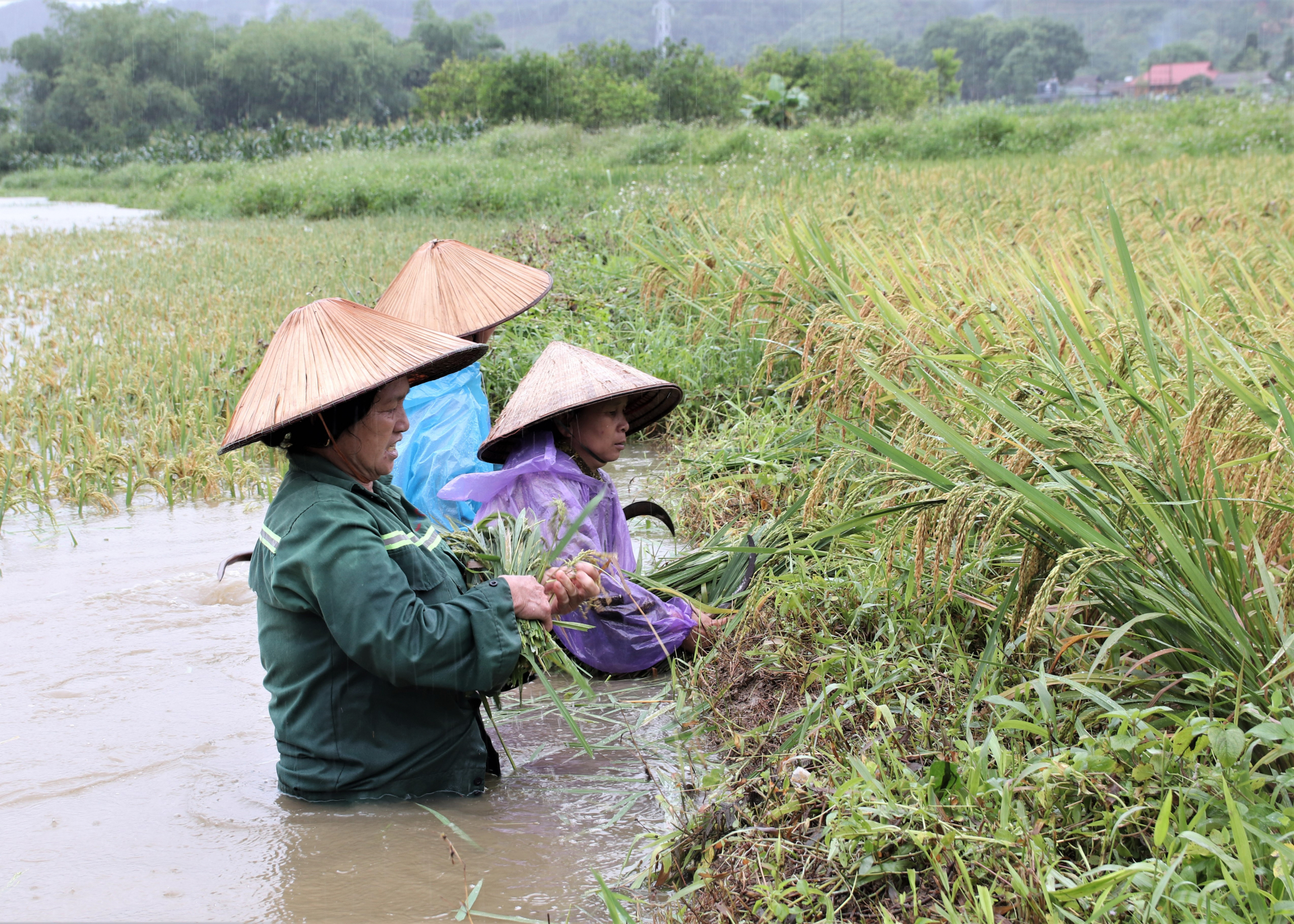 Người dân thôn Kè Nhạn (xã Đồng Yên) giúp nhau gặt lúa “chạy” nước ngập.
