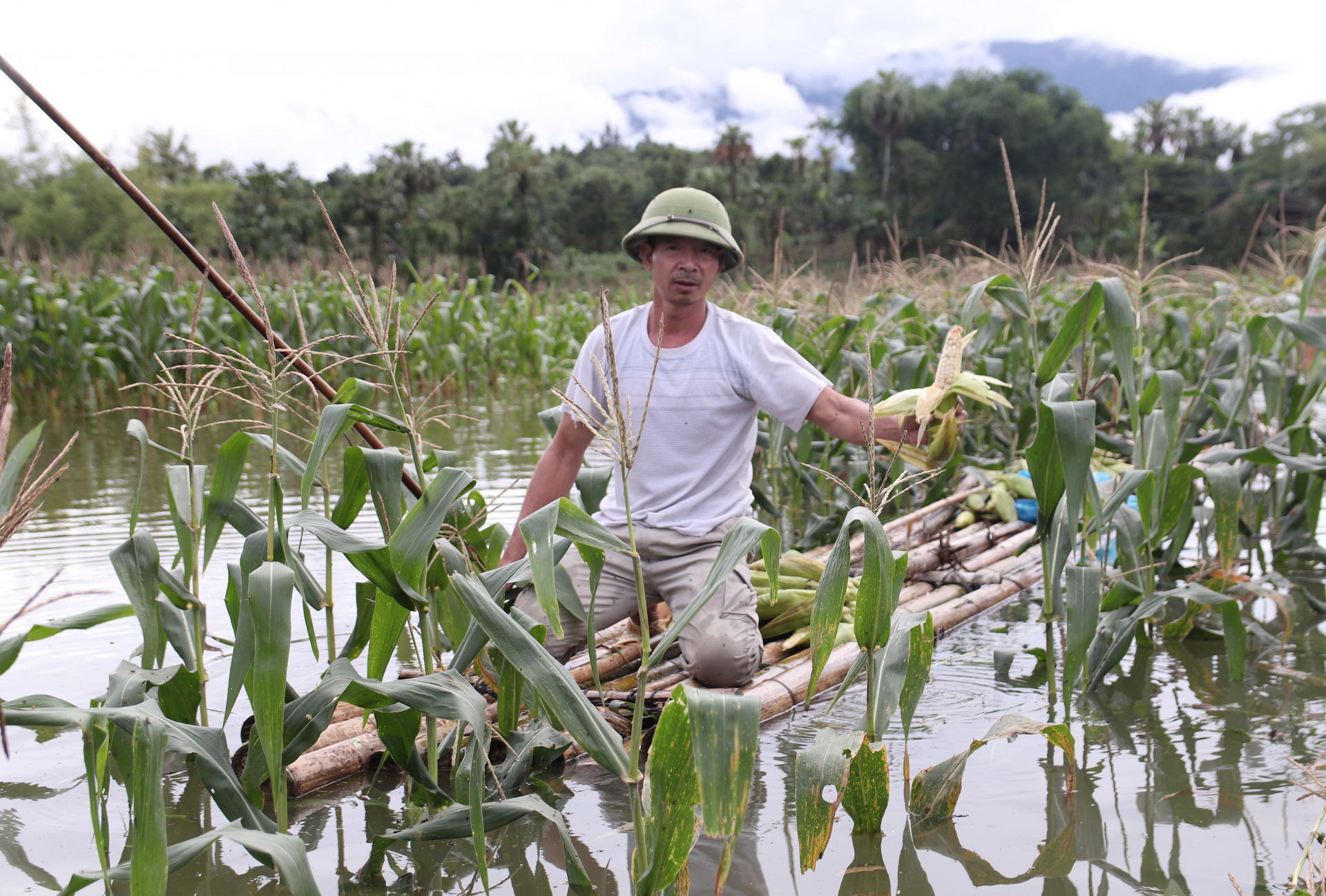Nhiều diện tích ngô ngập sâu trong nước khiến người dân thôn Hoàng Văn Thụ (xã Quang Minh) không khỏi xót xa khi phải thu hoạch non.