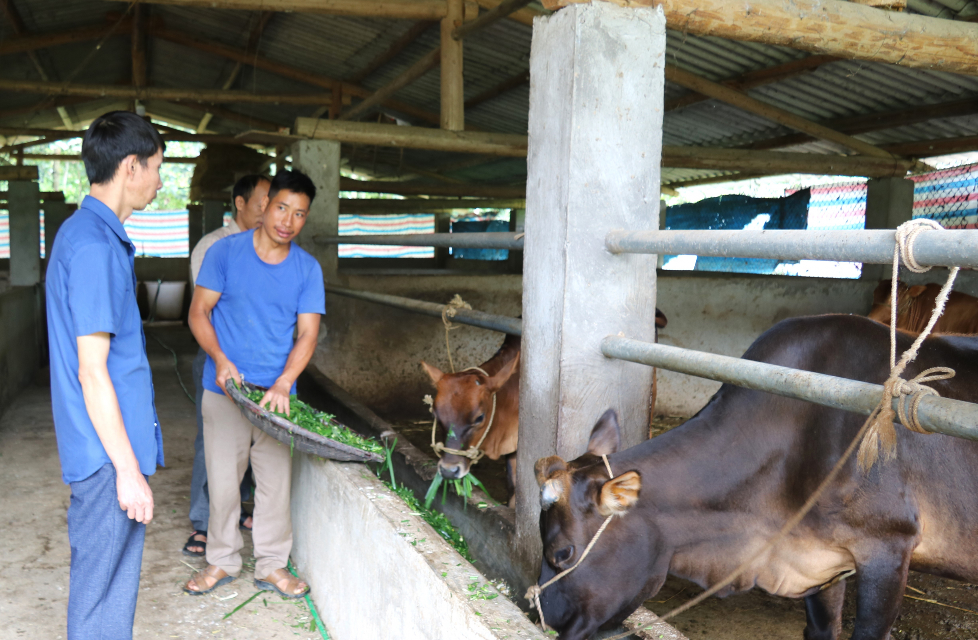 Mô hình chăn nuôi bò của hộ dân tại xã Nghĩa Thuận (Quản Bạ).