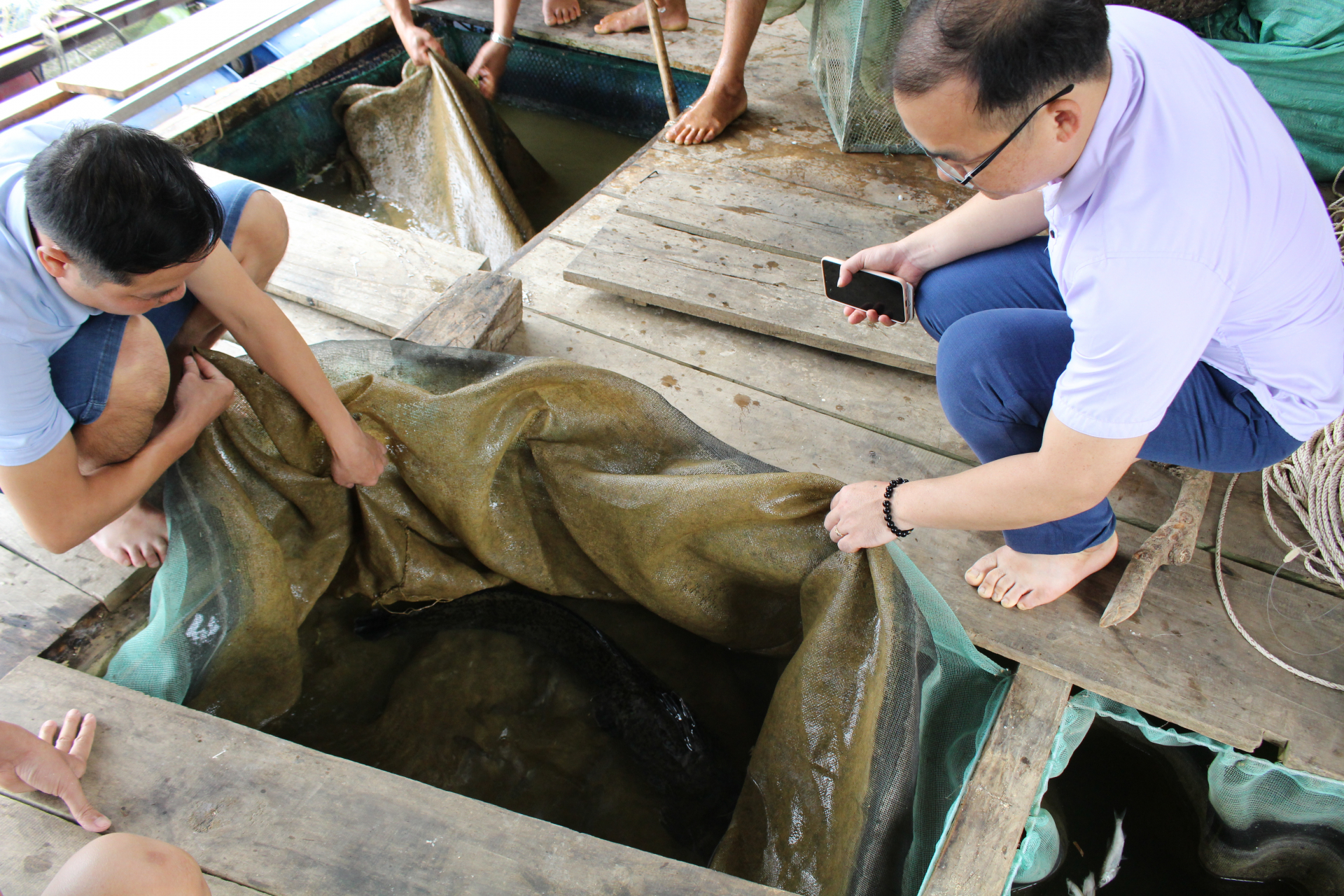 Mô hình nuôi cá Lăng chấm của HTX Trung Hiếu, xã Thượng Tân (Bắc Mê).