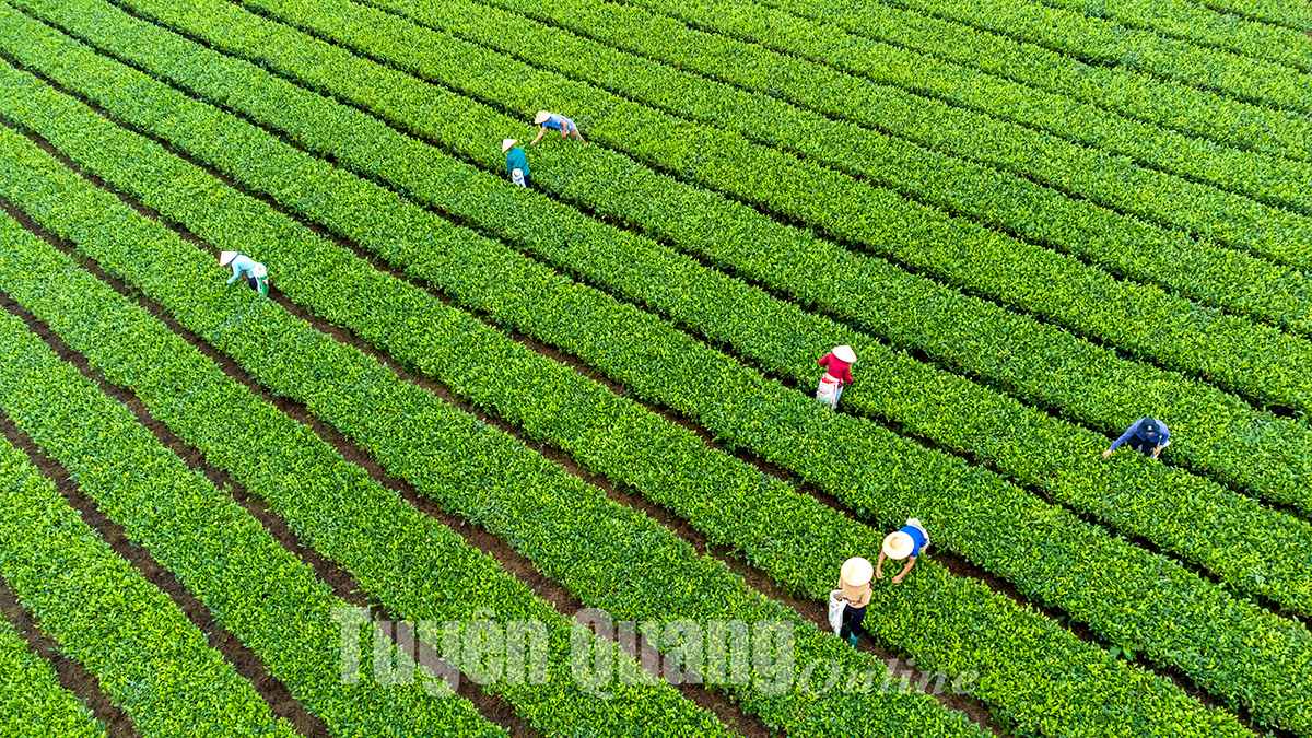 Chè xanh Làng Bát, xã Tân Thành, Hàm Yên thương hiệu được khẳng định.