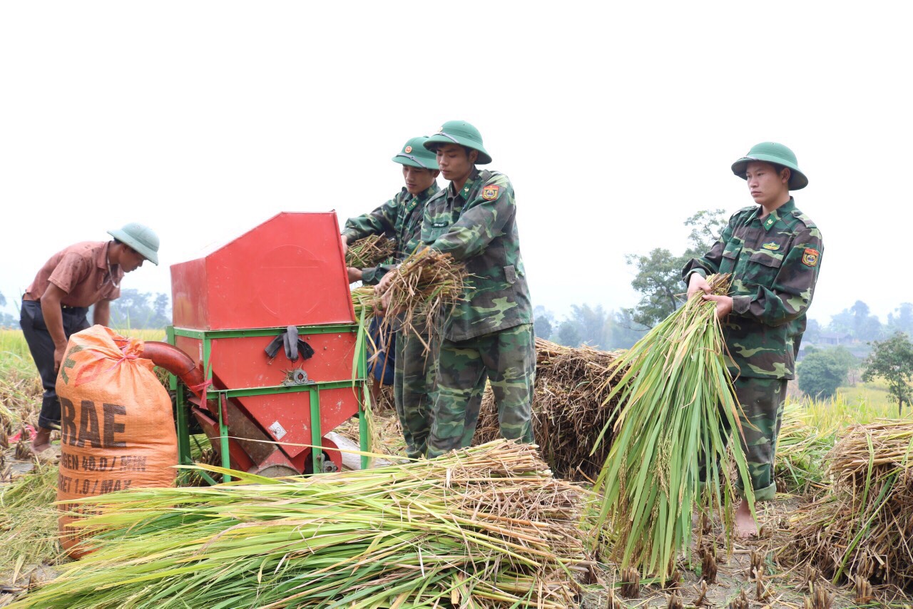 ĐVTN Đồn Biên phòng Bản Máy (Hoàng Su Phì) giúp nhân dân thu hoạch lúa.