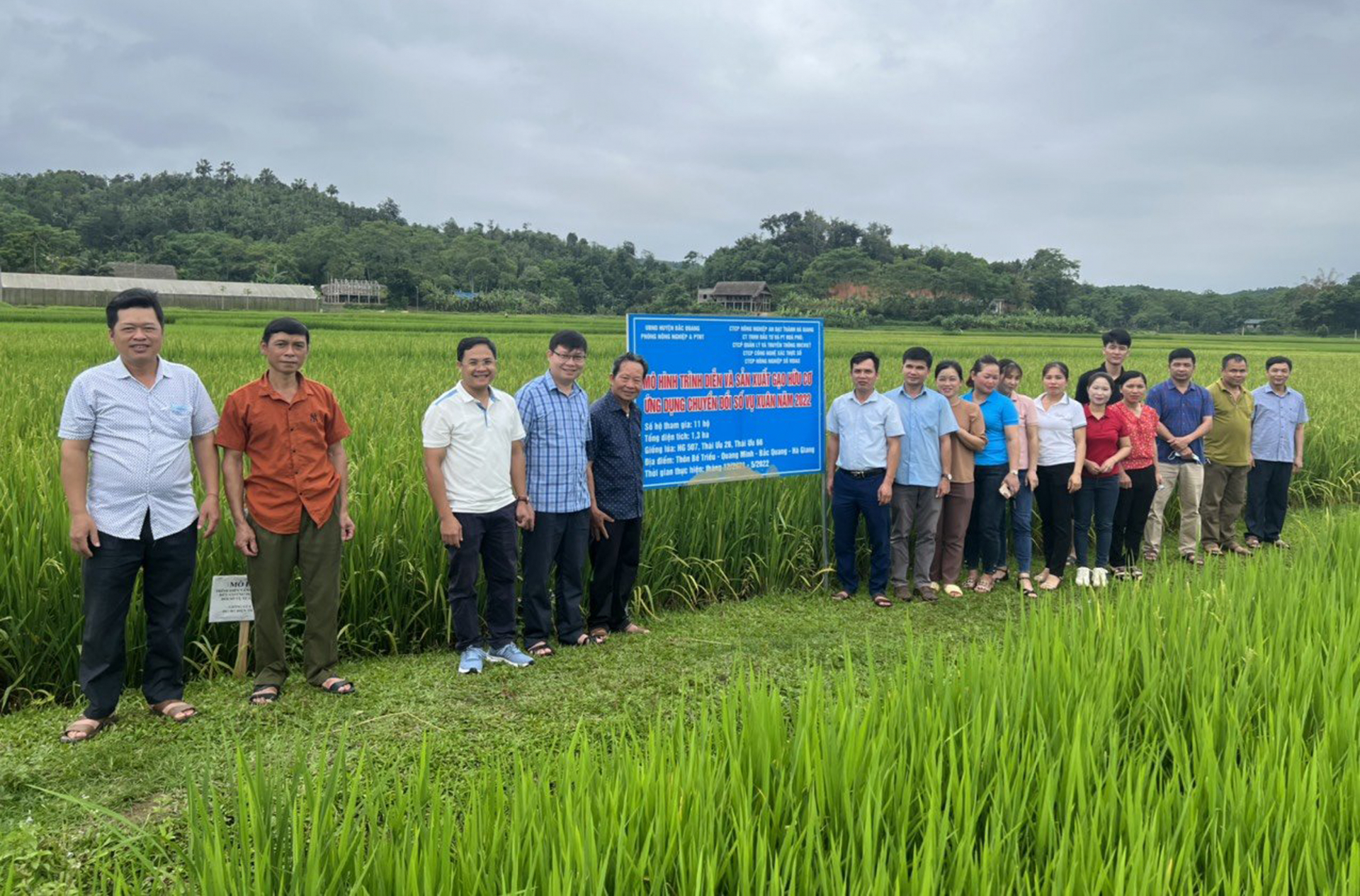 Mô hình sản xuất gạo hữu cơ ứng dụng chuyển đổi số tại thôn Bế Triều, xã Quang Minh (Bắc Quang).