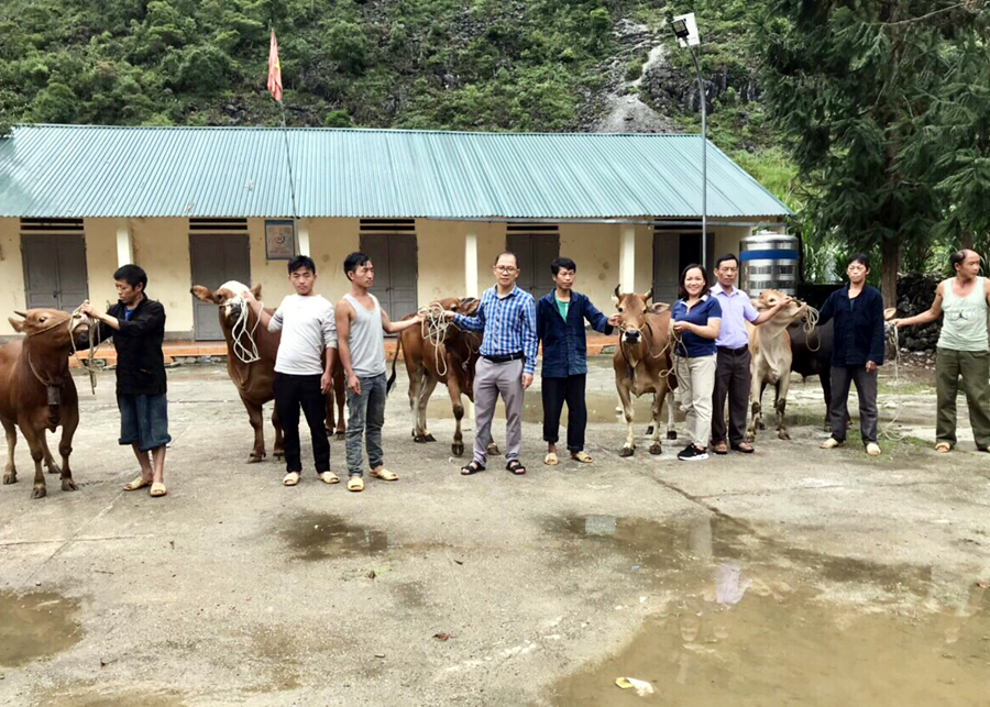 Đại diện Hội Nông dân tỉnh và huyện Mèo Vạc trao bò sinh sản cho các hộ dân thôn Sà Lủng.