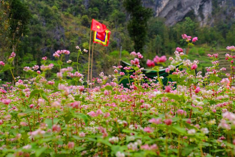 Với thương hiệu “đại sứ du lịch” của Hà Giang, hoa tam giác mạch không còn là loài cây vô danh trồng tự phát mà được chính quyền địa phương cấp giống và phân bón miễn phí để người dân trồng quanh nhà. 