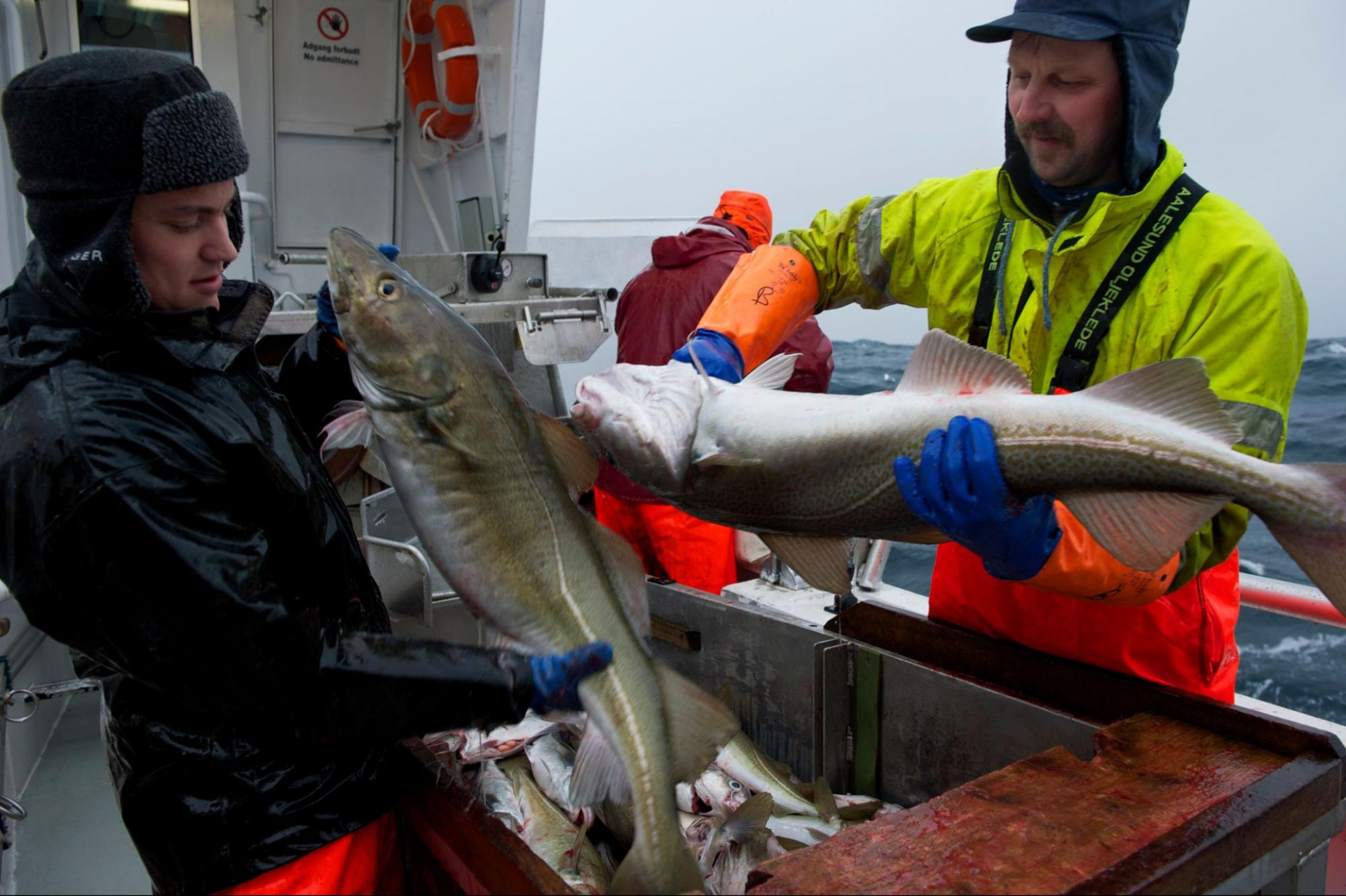 Hàng nghìn cuộc nghiên cứu mỗi năm để đảm bảo cá tuyết là an toàn