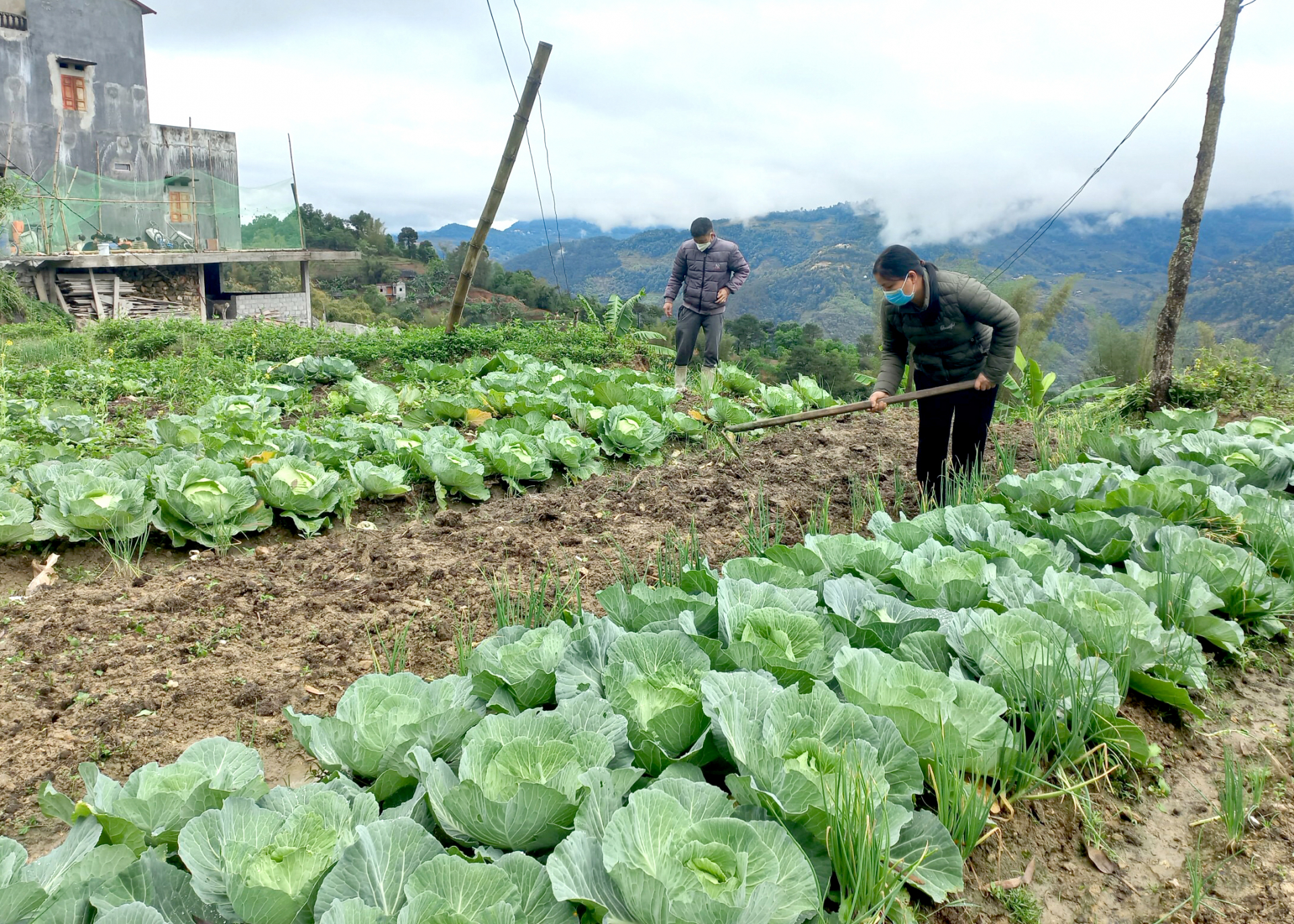 Người dân xã Bản Díu (Xín Mần) cải tạo vườn tạp sang trồng rau cho thu nhập ổn định.