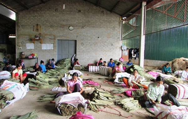 Bắc Quang, nghề làm lá giang giải quyết việc làm cho nhiều lao động nông thôn