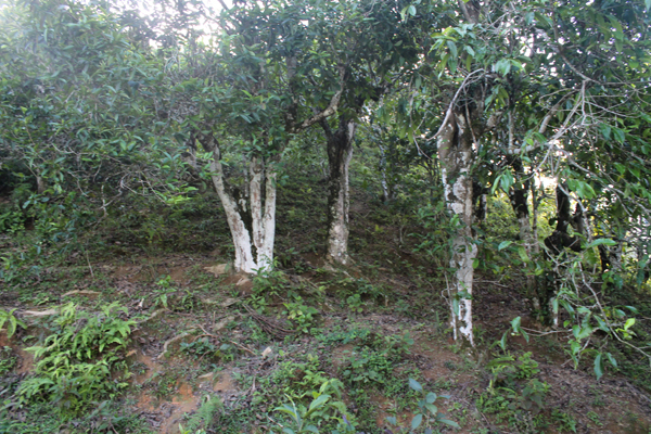 Cần có những cơ chế đặc thù phát triển cây chè ở Yên Minh