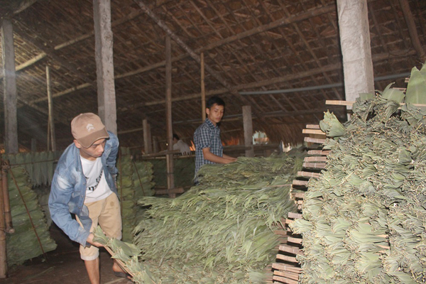 Người dân thôn Việt Thắng, tăng thu nhập từ lá giang
