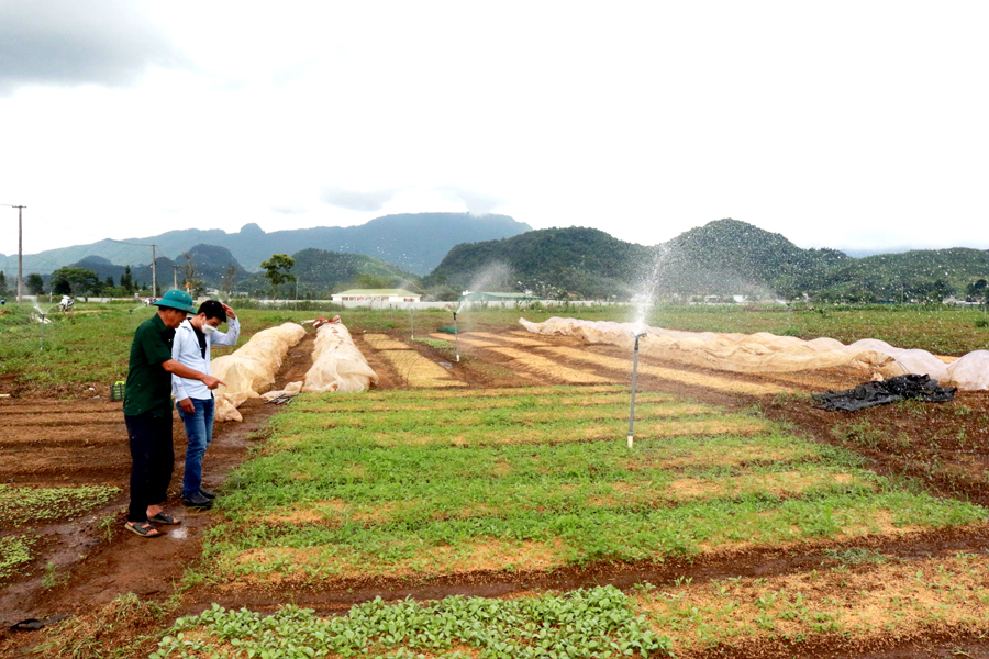 Mô hình tưới nước tự động cho cây rau ở xã Quyết Tiến.
