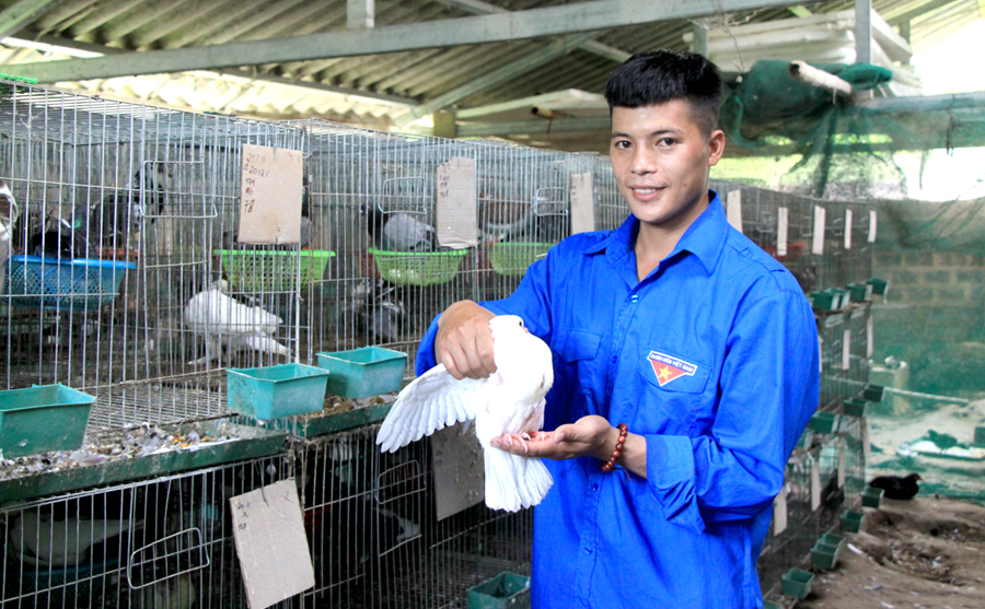 Nuôi chim Bồ câu ta là hướng đi chính trong phát triển kinh tế của thanh niên Phàn Văn Thắng. 