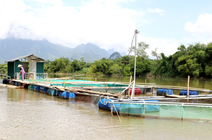 Người dân thôn Thia Trường nuôi cá lồng trên lòng hồ Thủy điện sông Lô 6.