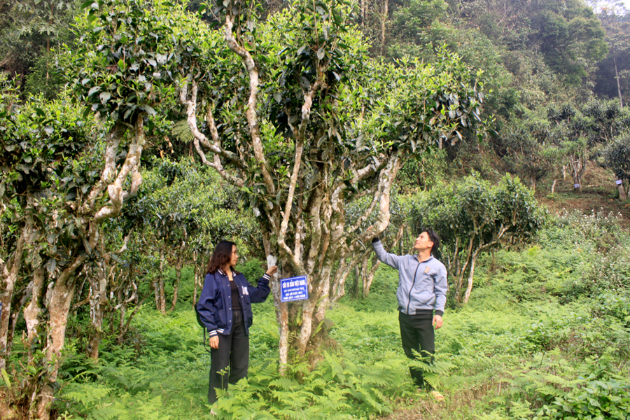 Chè Shan tuyết cổ thụ xã Cao Bồ, huyện Vị Xuyên được cấp Chứng nhận cây Di sản.