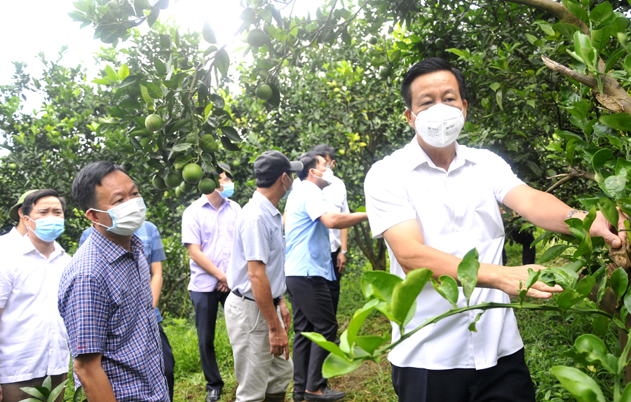 Chủ tịch UBND tỉnh Nguyễn Văn Sơn thăm vườn cam của gia đình ông Vũ Hữu Mến, thôn Việt Thành, xã Việt Lâm.