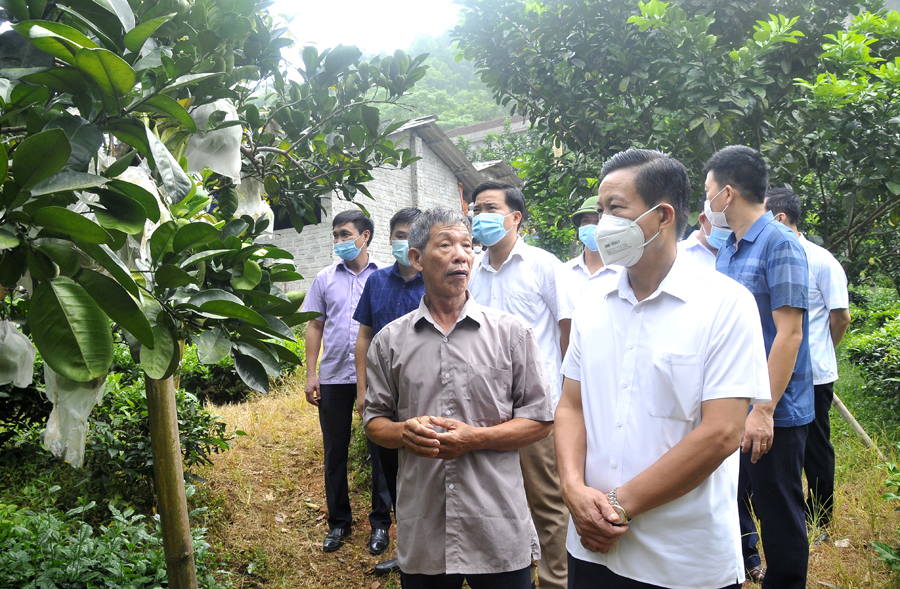 Chủ tịch UBND tỉnh Nguyễn Văn Sơn thăm quan vườn cây ăn quả của gia đình ông Lưu Văn Chắn, thôn Việt Thành, xã Việt Lâm.