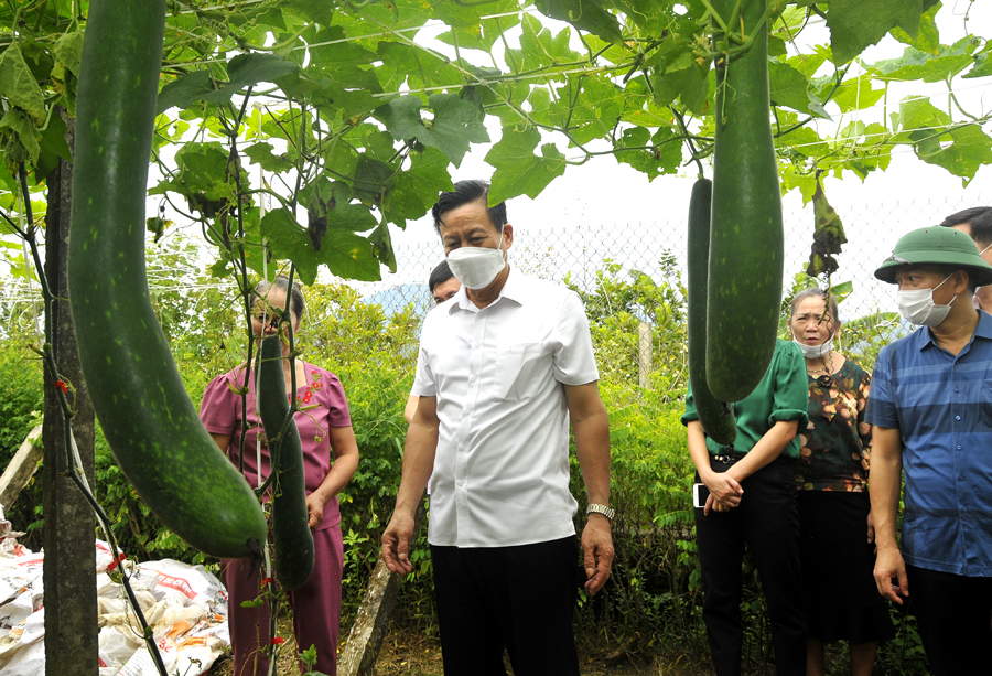 Chủ tịch UBND tỉnh Nguyễn Văn Sơn thăm mô hình trồng bí của hộ ông Vi Thanh Lập, tổ 11, thị trấn Việt Lâm.