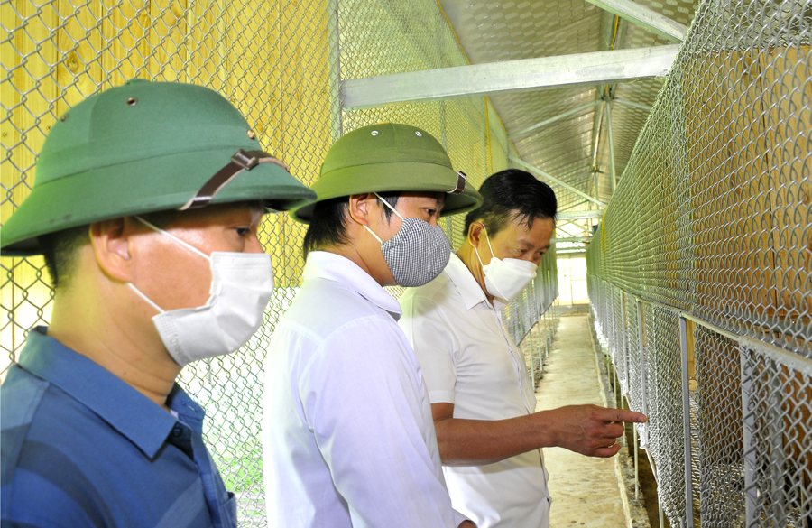 Chủ tịch UBND tỉnh Nguyễn Văn Sơn thăm mô hình chăn nuôi tổng hợp của gia đình anh Lưu Duy Đông, tổ 7, thị trấn Việt Lâm.