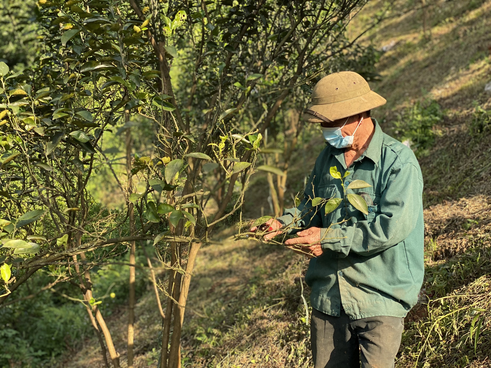 Ông Lê Thanh Hùng, thôn Thủy Lâm chăm sóc cây cam.