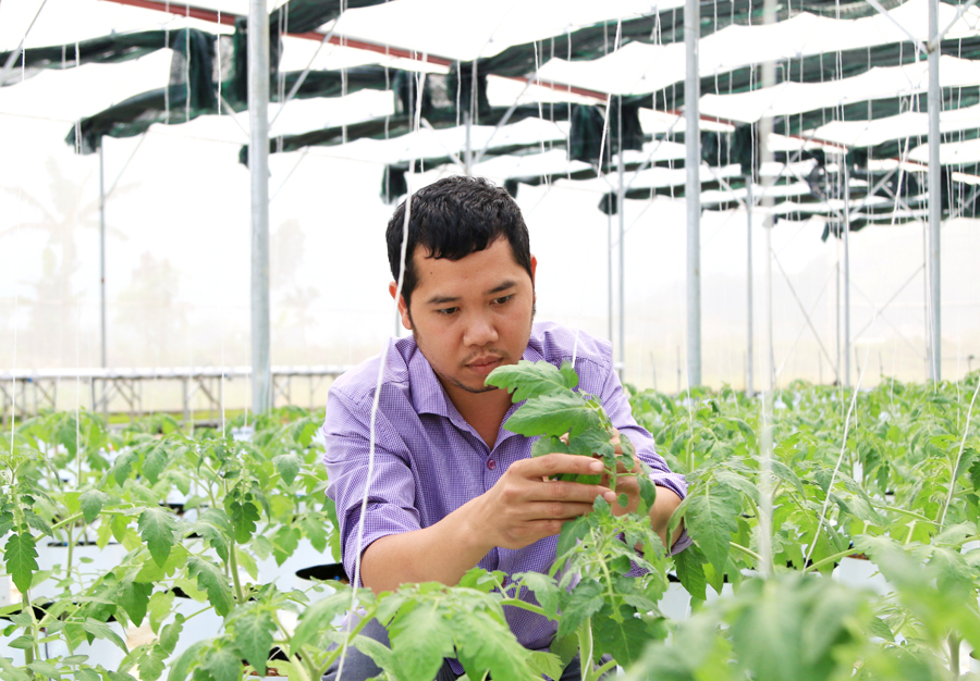 Anh Nguyễn Xuân Vình kiểm tra sự sinh trưởng của cây Cà chua trong nhà lưới HTX Ngọc Bích.
