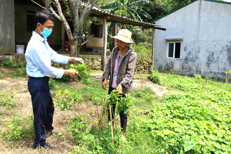 Cán bộ xã Quyết Tiến (Quản Bạ) kiểm tra vườn trồng mận của hộ chị Thượng Thị Thoa, thôn Nậm Lương. 