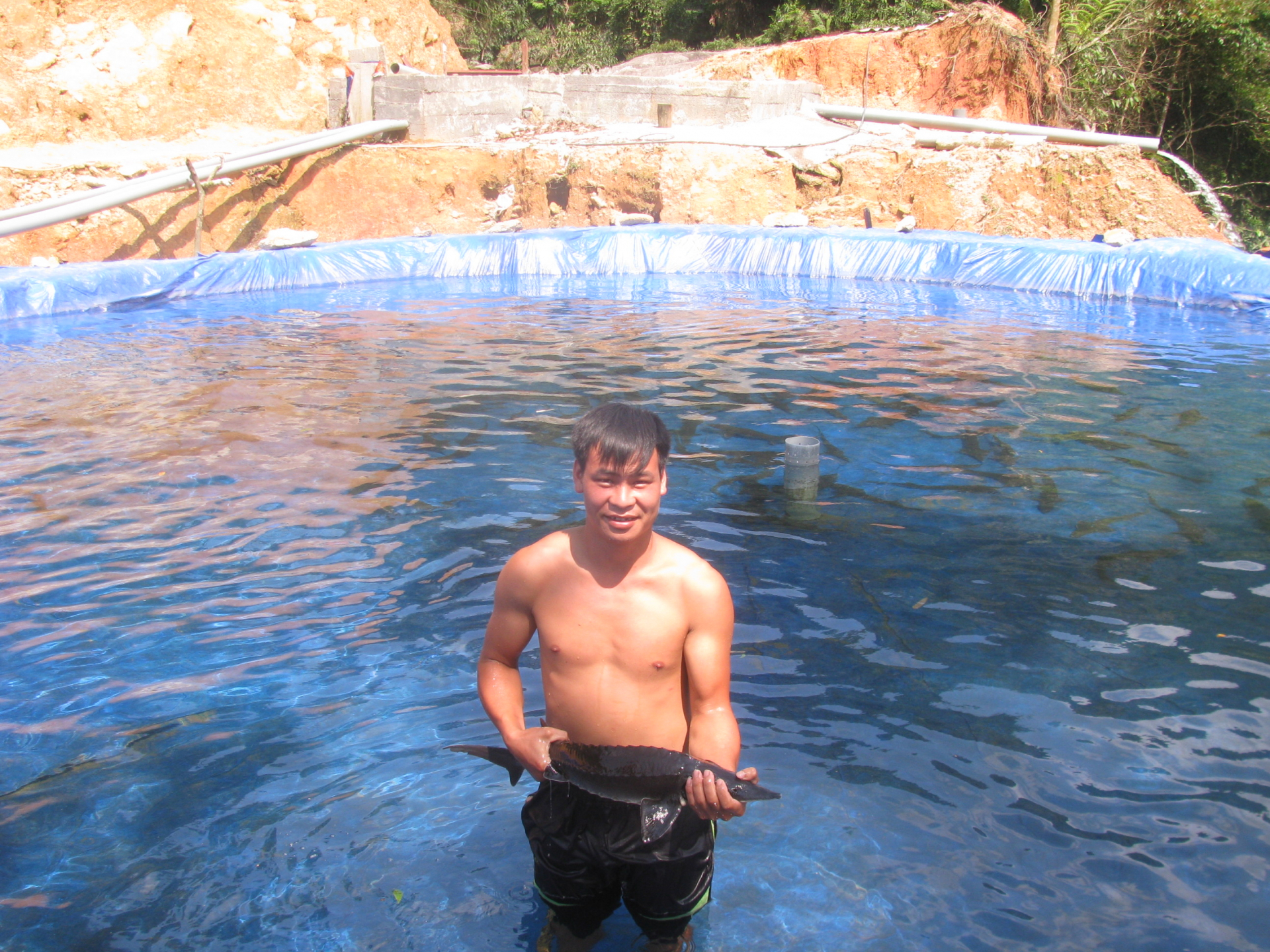 Trang trại nuôi cá Tầm của anh Triệu Tràn Loàng đang nuôi trên 6.000 con.