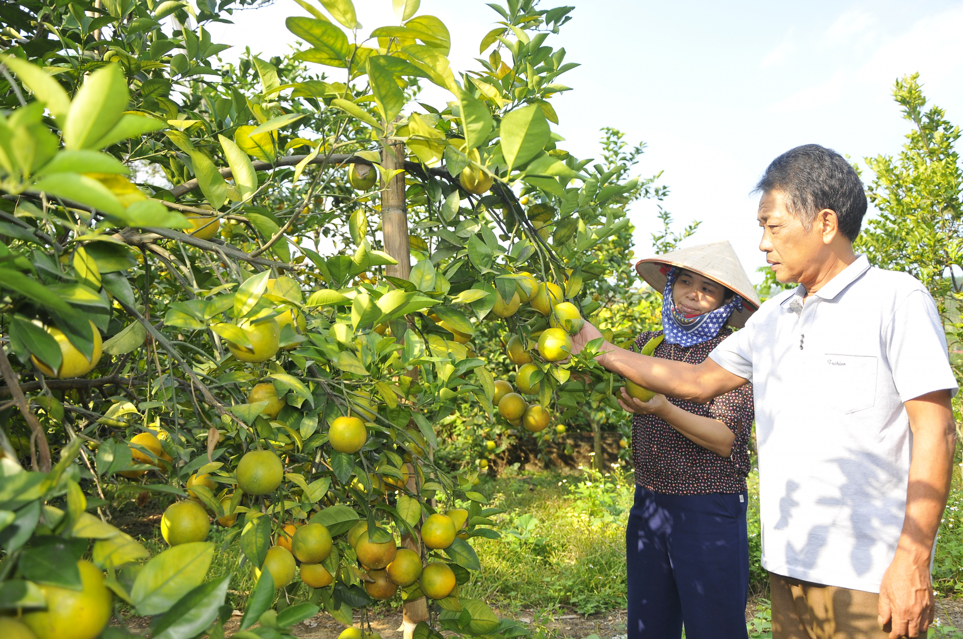 Ông Hoàng Quyết Thắng, xã Vĩnh Hảo (Bắc Quang) chăm sóc vườn cam Vàng chuẩn bị thu hoạch. 				Ảnh: KIM TIẾN