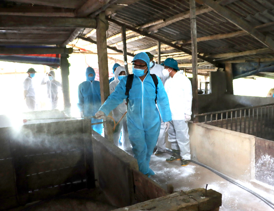 Xã Ngọc Đường triển khai phun tiêu độc khử trùng phòng, chống bệnh dịch tả lợn châu Phi tại hộ ông Nguyễn Văn Toản, thôn Sơn Hà.