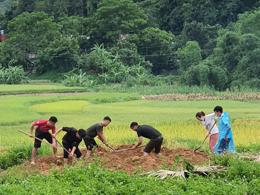 Lực lượng thú y và người dân xã Ngọc Đường, thành phố Hà Giang tiêu hủy lợn bị dịch (Ảnh: CTV)